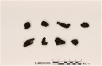 藏品(島衣屬)的圖片